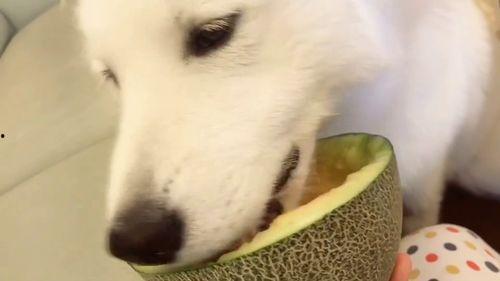 憨厚可爱的吃瓜群众,见证娱乐圈的喜怒哀乐