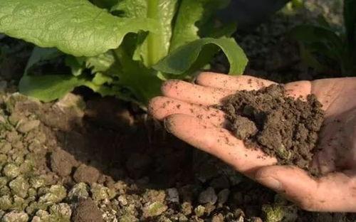 吃瓜群众的惊奇发现是什么,揭秘背后惊人真相！