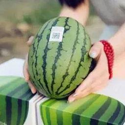 吃瓜群众看西瓜图片大全,吃瓜群众眼中的西瓜图片大全