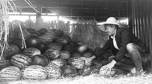 远古时期的吃瓜群众,吃瓜群众的传奇岁月