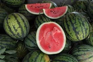 郑州买瓜群众吃瓜