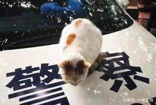 吃瓜群众猫视频在线观看,吃瓜群众的热门娱乐盛宴