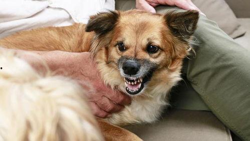 狗咬人主人当起吃瓜群众