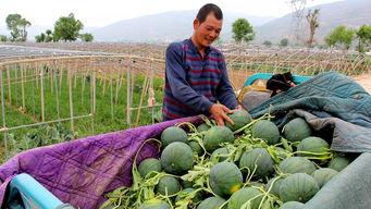 山东枣庄吃瓜群众,吃瓜群众的夏日生活剪影